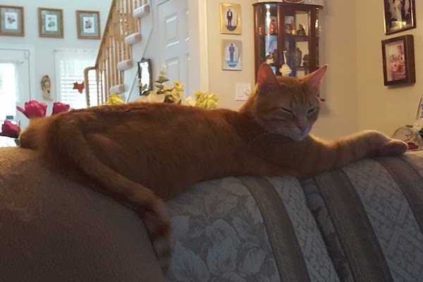 Ginger. Cat for adoption. Toronto GTA Durham Region