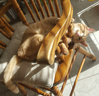 Ginger. Cat for adoption. Toronto GTA Durham Region