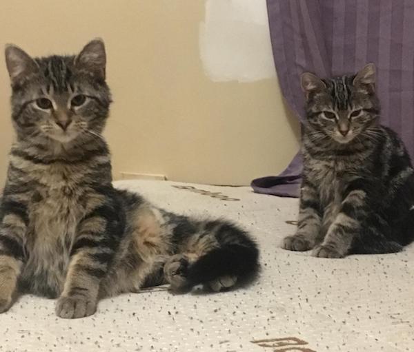 Coment and Vixen, rescue kittens for adoption