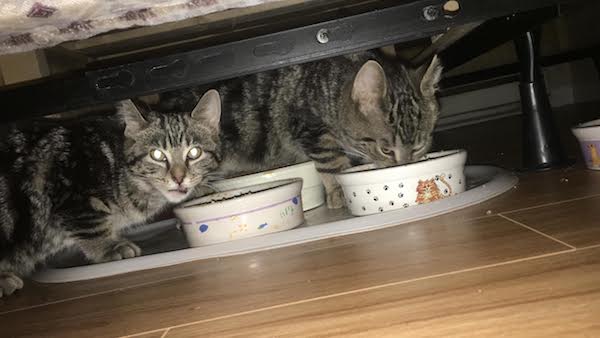 Coment and Vixen, rescue kittens for adoption