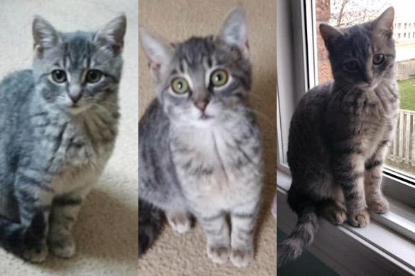 Three Rescue Kittens For Adoption