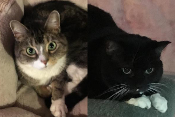 Lola and Mittens. Cats for adoption. toronto gta