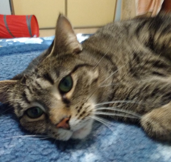 Daisy. Affection cat for adoption. Toronto GTA Durham Region