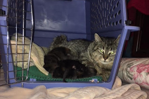 Abandoned cat Naomi and her kittens for adoption