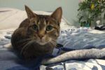 Daisy. “Cuddle Bug” Companion Cat Finds New Home 