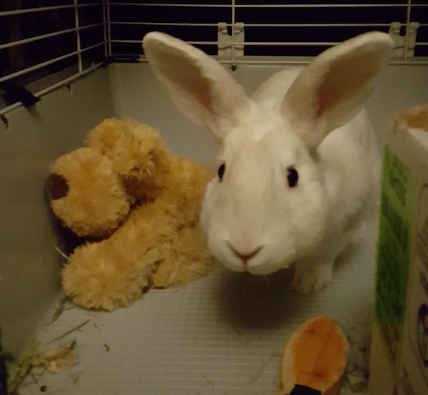 Mr Hobbs. Rabbit For Adoption. Toronto GTA Durham Region