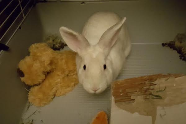 Mr Hobbs. Rabbit For Adoption. Toronto GTA Durham Region