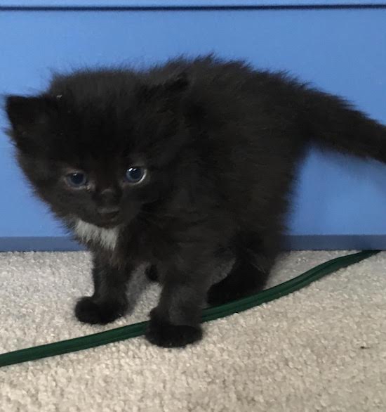 Etienne. Kitten for adoption.
