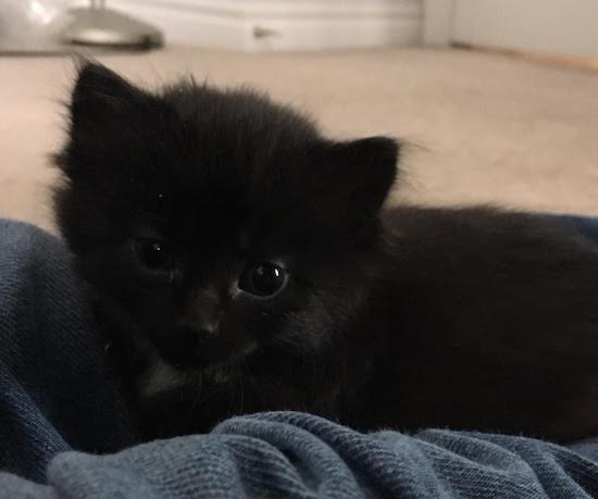 Etienne. Kitten for adoption.