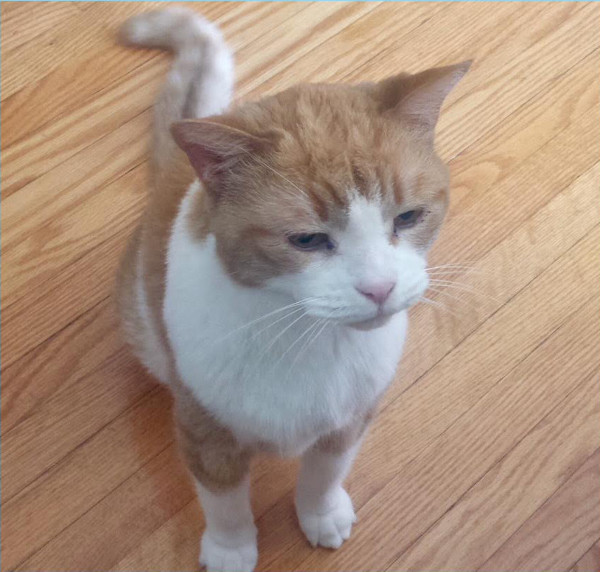 Peanut. Declawed cat for adoption Toronto GTA