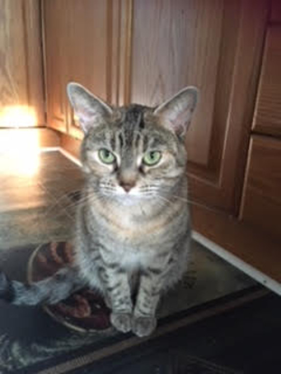 Molly. A cat for adoption at oasisanimalrescue. Toronto GTA