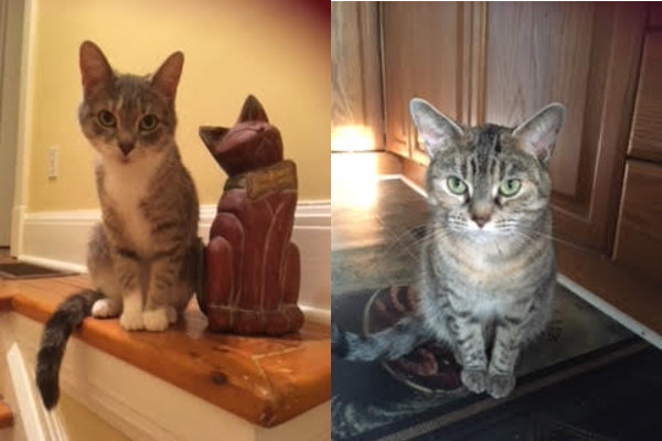 Molly and Shady. Cats for adoption. Toronto GTA