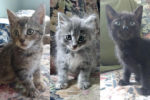 Mistie, Lizzie And Mookie. Adorable Rescue Kittens – ADOPTED 