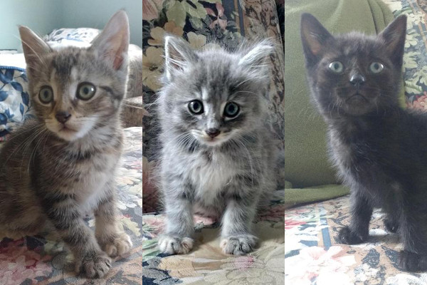 Rescue Kittens adoption Toronto GTA
