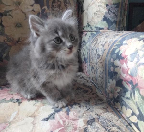 Mistie. Rescue Kittens adoption Toronto GTA