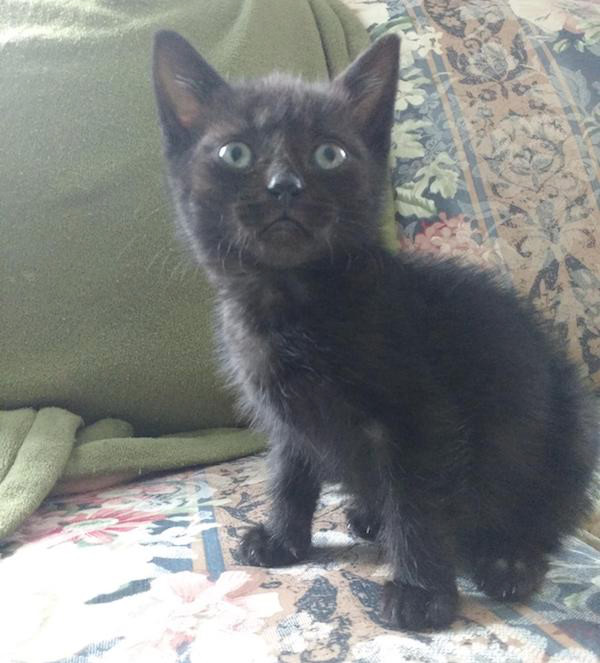 Mookie. Rescue Kittens adoption Toronto GTA