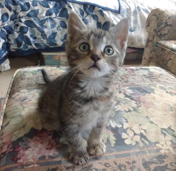 Lizzie. Rescue Kittens adoption Toronto GTA