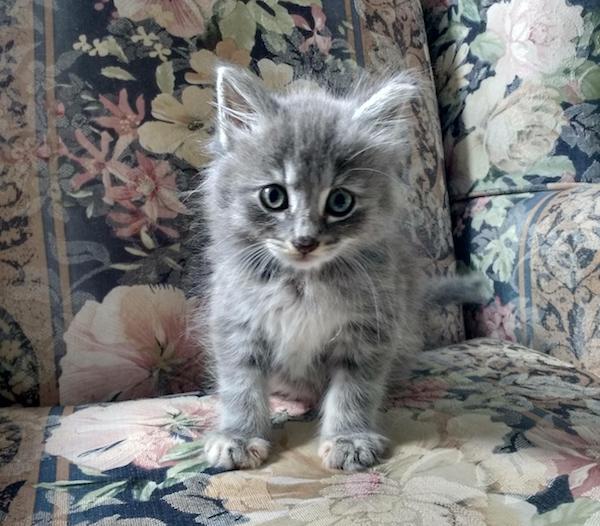 Mistie. Rescue Kittens adoption Toronto GTA