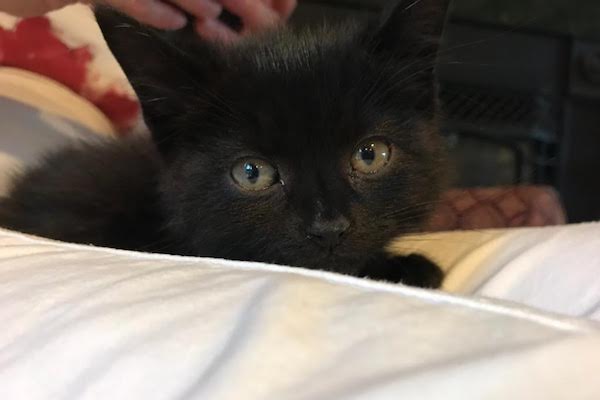 Mickey. Rescue kitten for adoption. Toronto GTA Durham Region