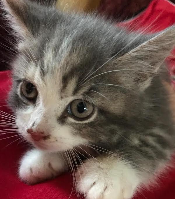 Snuggles. Rescue kitten for adoption. Toronto GTA Durham Region
