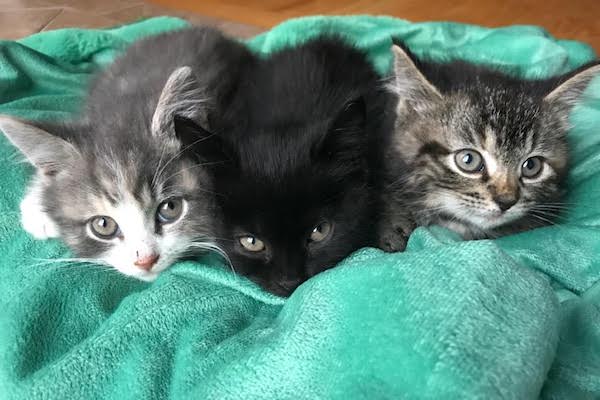 SnugglesMickeyTia. Rescue kittens for adoption