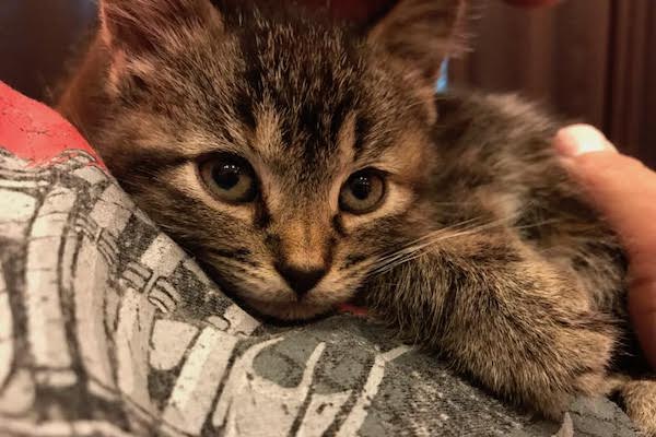 Tia. Rescue kitten for adoption. Toronto GTA Durham Region