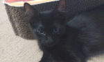 Divo. Fun, Energetic Rescue Kitten Has Found Forever Home 