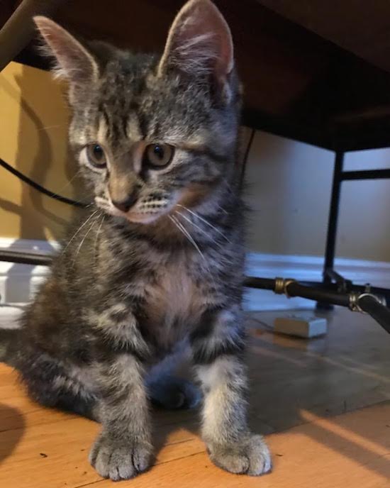 Tia. A kitten for adoption, Toronto GTA Durham Region