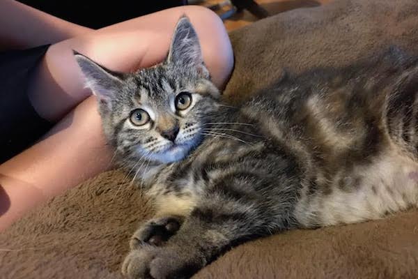 Tia. A kitten for adoption. Toronto Durham GTA