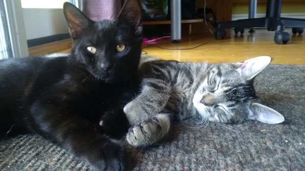 Mickey and Tia. Kittens for adoption. GTA, Toronto, Durham Region