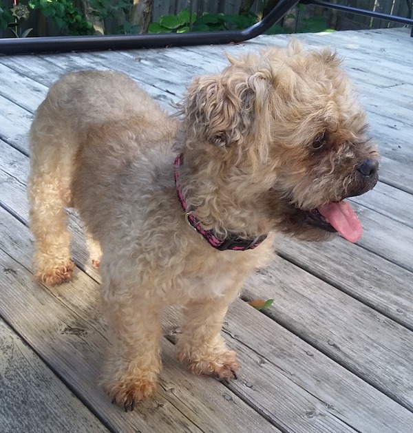 Lucy. Shih Tzu Poodle Cross for adoption. Toronto GTA
