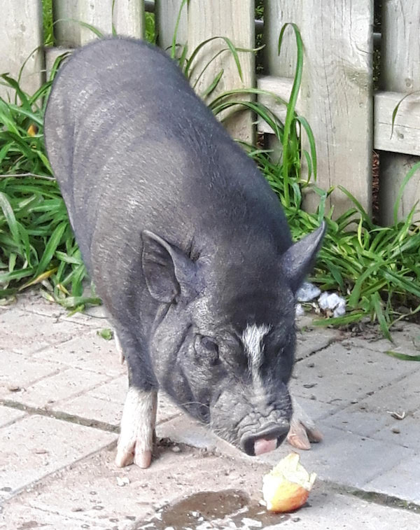 Alistair. pot-bellied pig for adoption