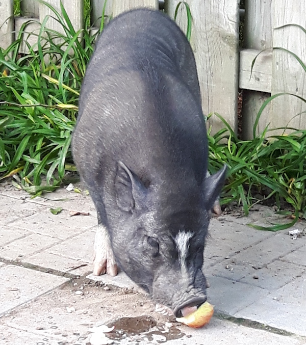 Alistair. pot-bellied pig for adoption