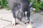 Allister. Loving, Easy-going, Pot-Bellied Pig. New Home Found 