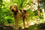 Spot. Airedale Cross Dog, Finds New, Outdoor-Loving Family 