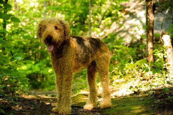 Spot. Airedale cross Dog for adoption Toronto GTA Durham Region