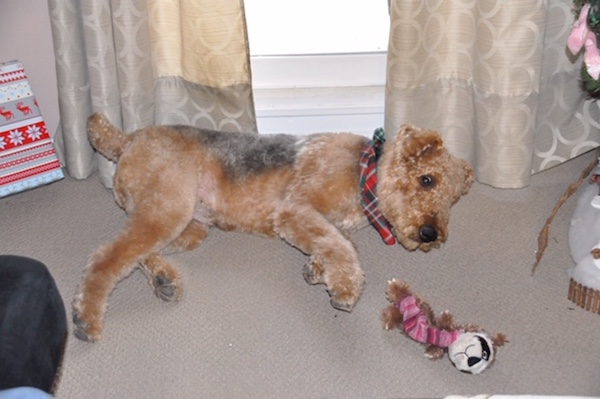 Spot. Airedale cross Dog for adoption Toronto GTA Durham Region