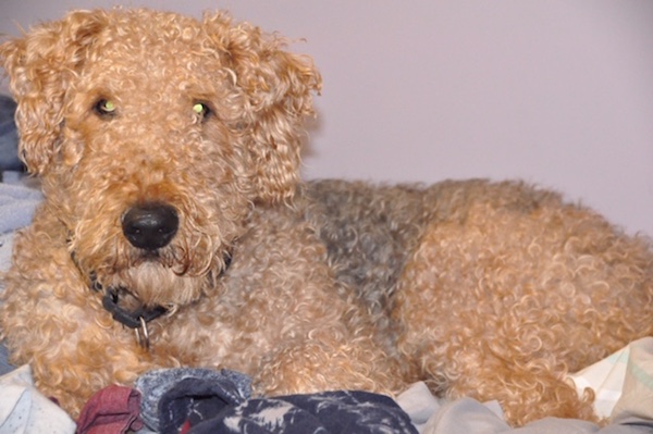 Spot. Airedale cross Dog for adoption Toronto GTA Durham Region