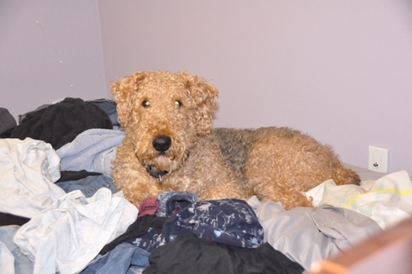 Spot. Airedale cross Dog for adoption Toronto GTA Durham Region