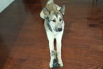 Zizhu. Young Husky X Dog Finds His Forever Home 