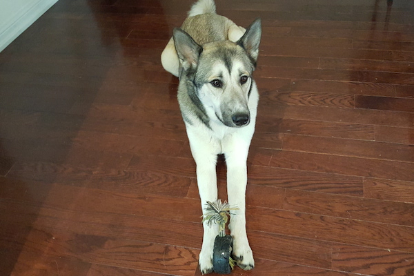 Zizhu. Husky/German Shepherd mix dog for adoption. Toronto GTA, Durham Region