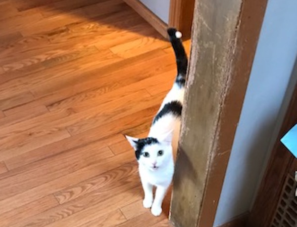 Lola. Cat for adoption, Toronto GTA Durham Region pet adoption