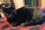 Bella. Cat for adoption. Adopt a rescue cat Durham Region, Toronto GTA