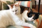 jack and jill. cats for adoption. Toronto GTA Durham Region