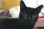 Mystique. “Chatterbox” Cat Finds Loving New Home 