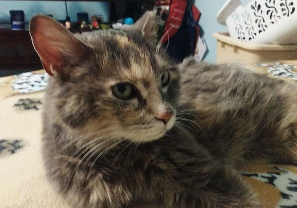 Mimosa, declawed cat, for adoption. Toronto Durham Region GTA