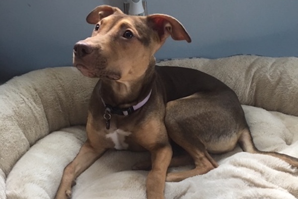 Ayva. 8 month old pup for adoption. Toronto Durham Region GTA, dog cat rescue