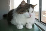 Lucy. Shy, Gentle, Female Cat. New Home Found 