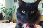 Gimli. Cuddly, Declawed “Purr Machine” Senior Cat Finds New Home 