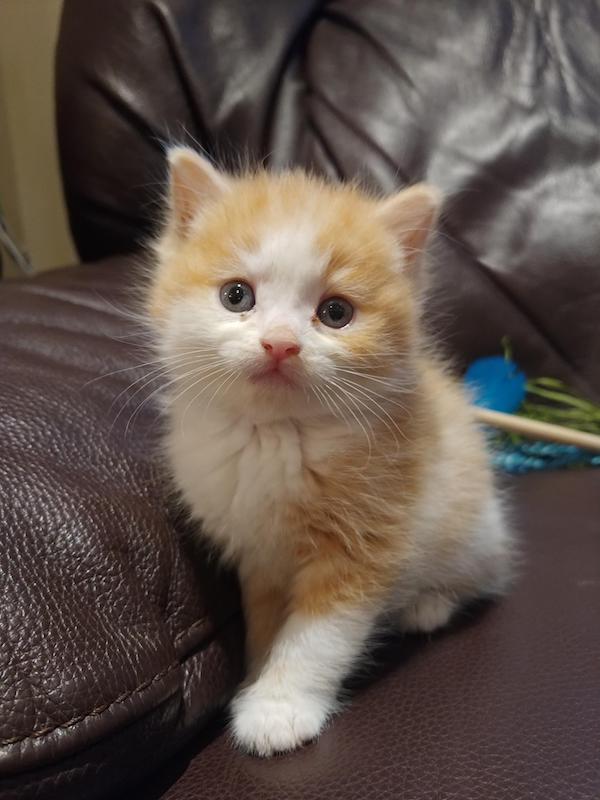 Ron. Kitten for adoption. Rescue kittens to adopt. Toronto Durham GTA